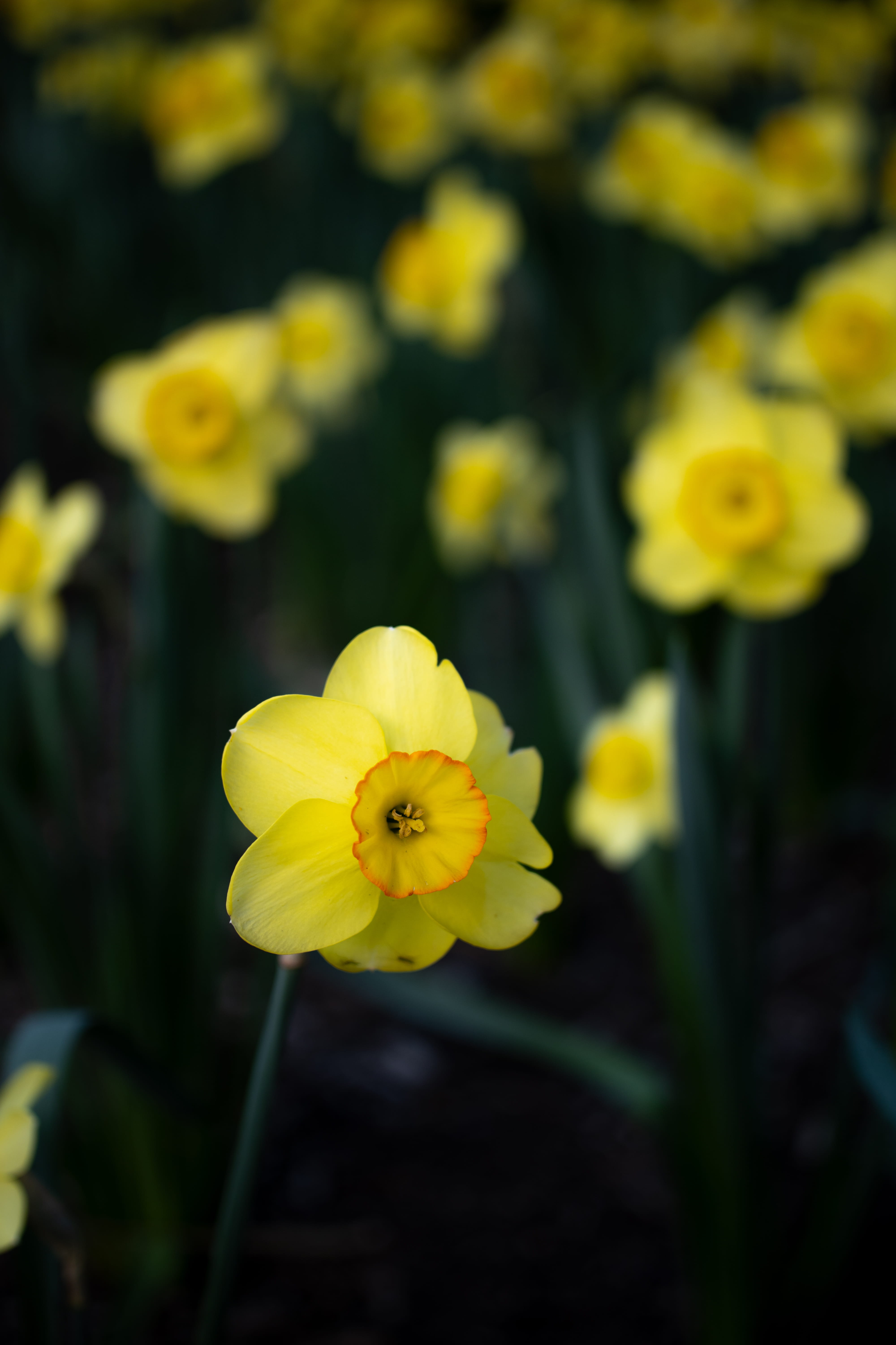 yellow flowers