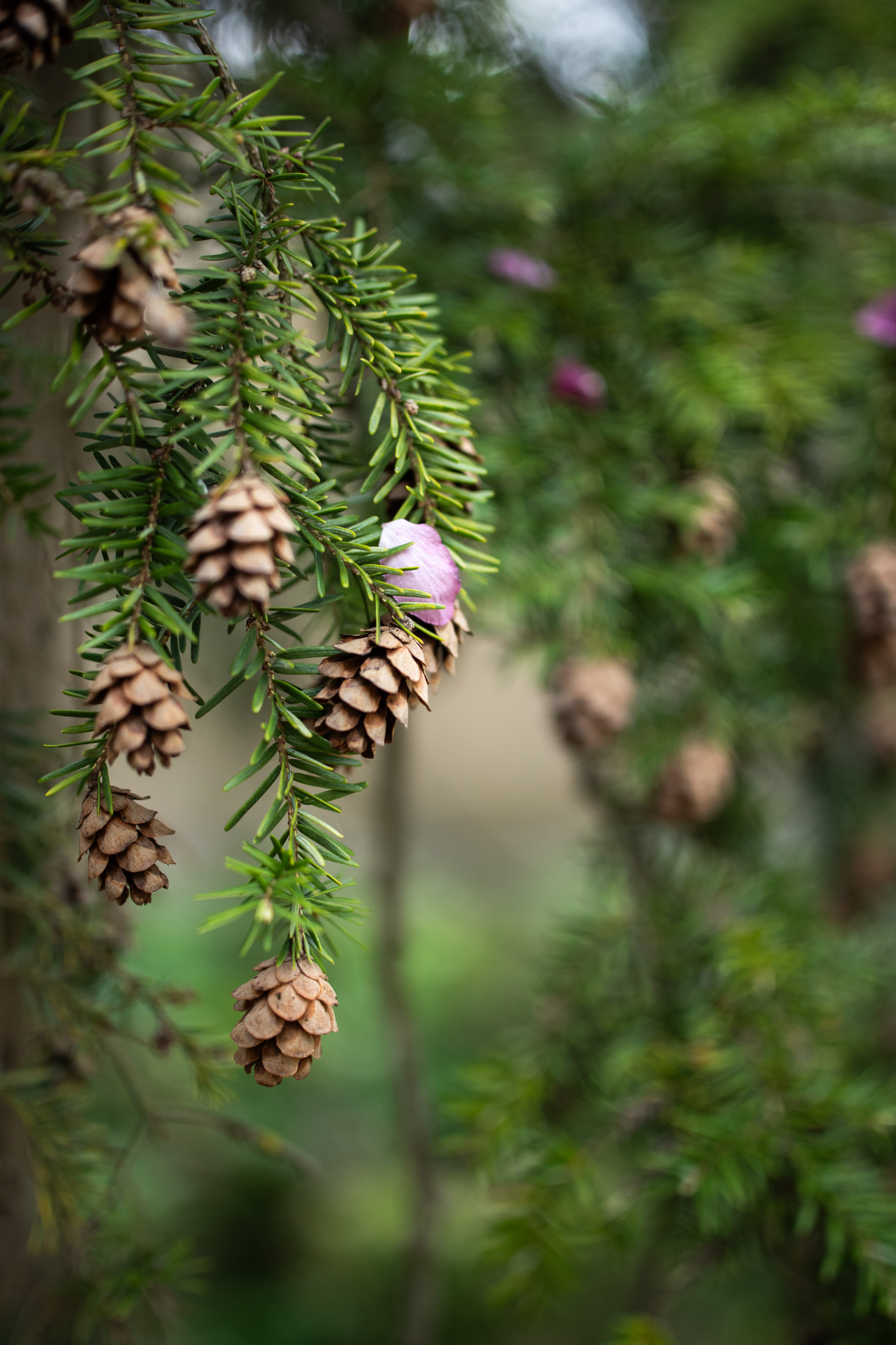 pinecones against pine needles and flower petals