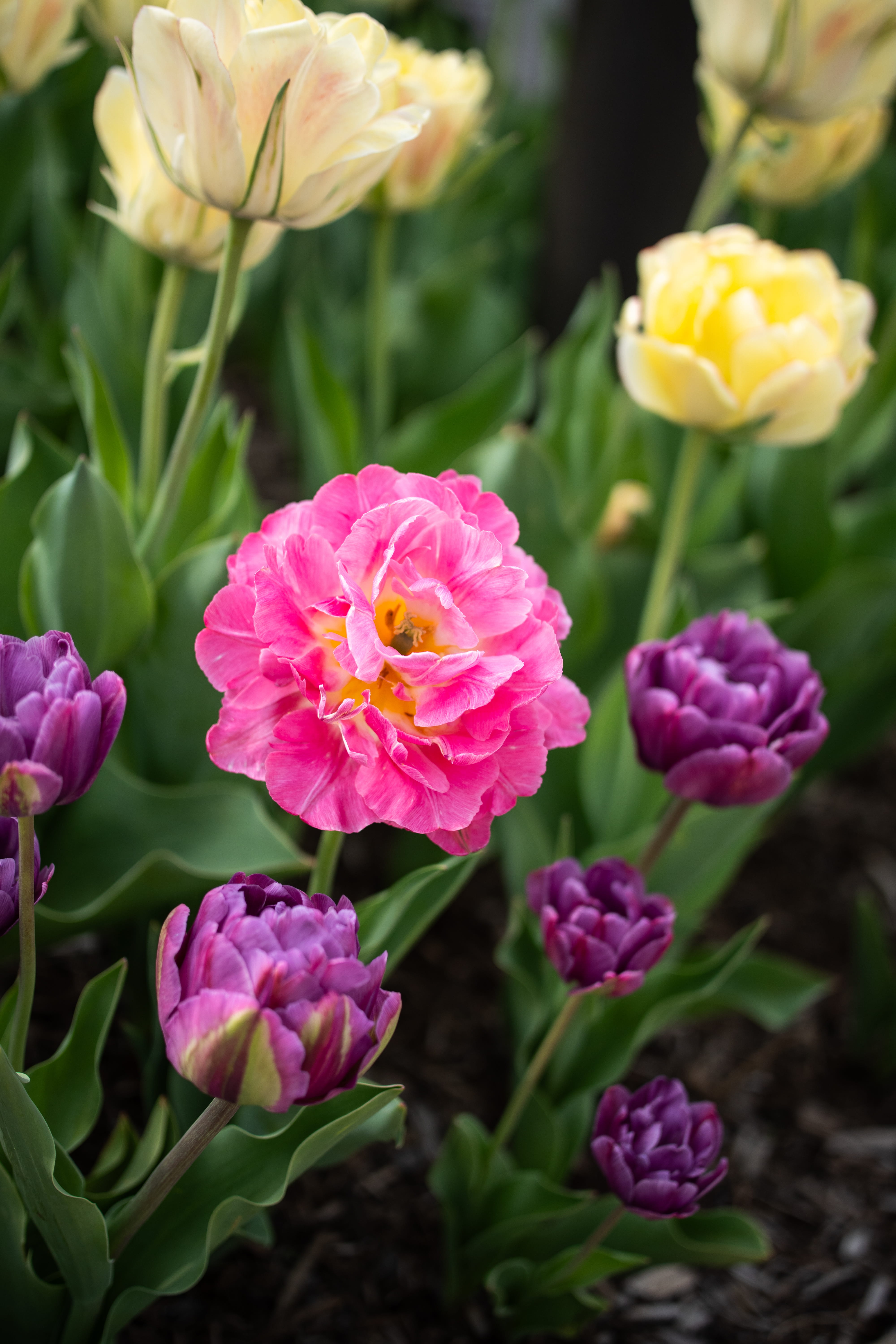 Pink, purple, and yellow flowers