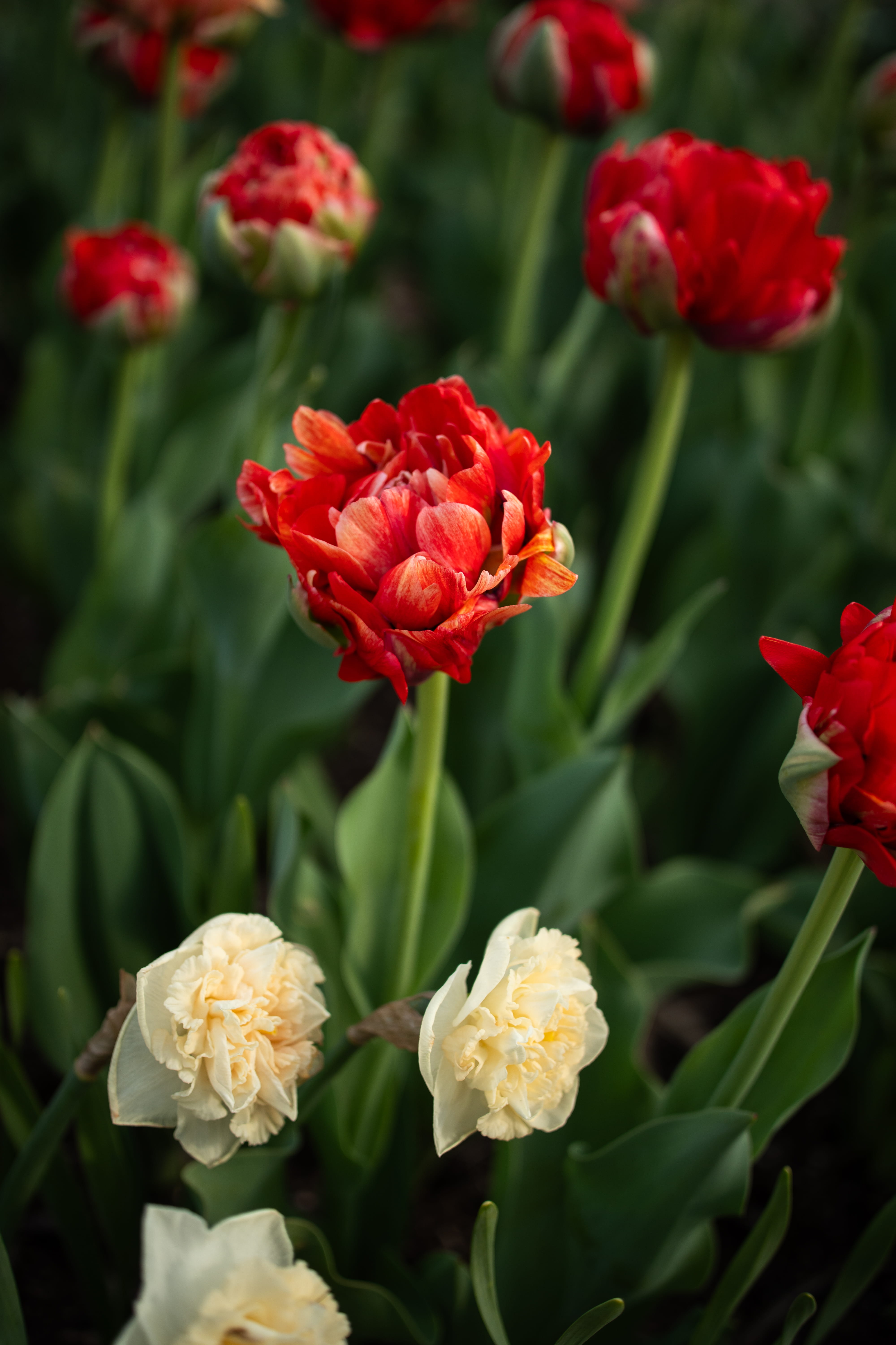 Red flowers